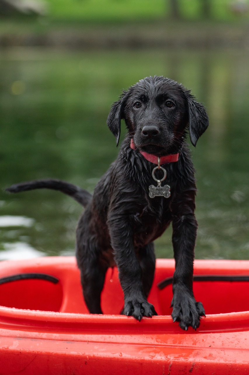 Dog Health & Nutrition – Image 2